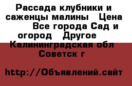 Рассада клубники и саженцы малины › Цена ­ 10 - Все города Сад и огород » Другое   . Калининградская обл.,Советск г.